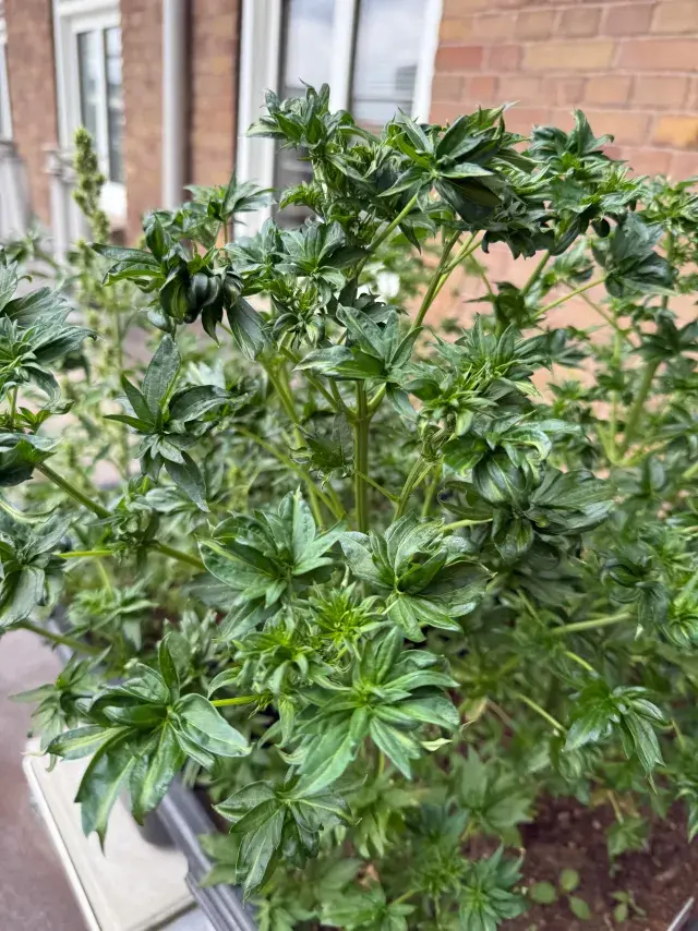 ABC x Balkh Hashplant, Quellenfoto