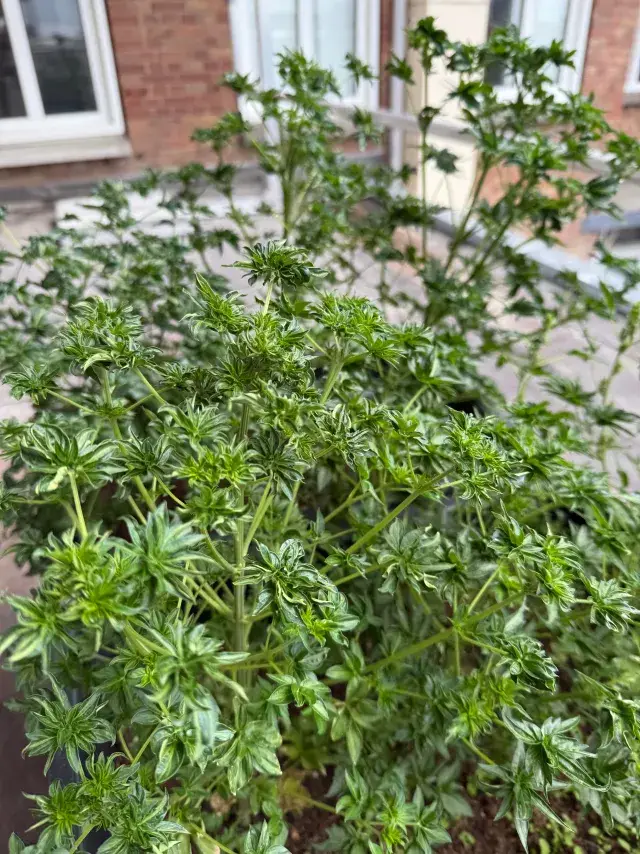 ABC x Balkh Hashplant, Quellenfoto