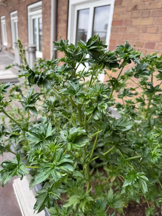 ABC x Balkh Hashplant, Quellenfoto