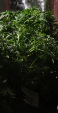 Plants in an early assembly.
