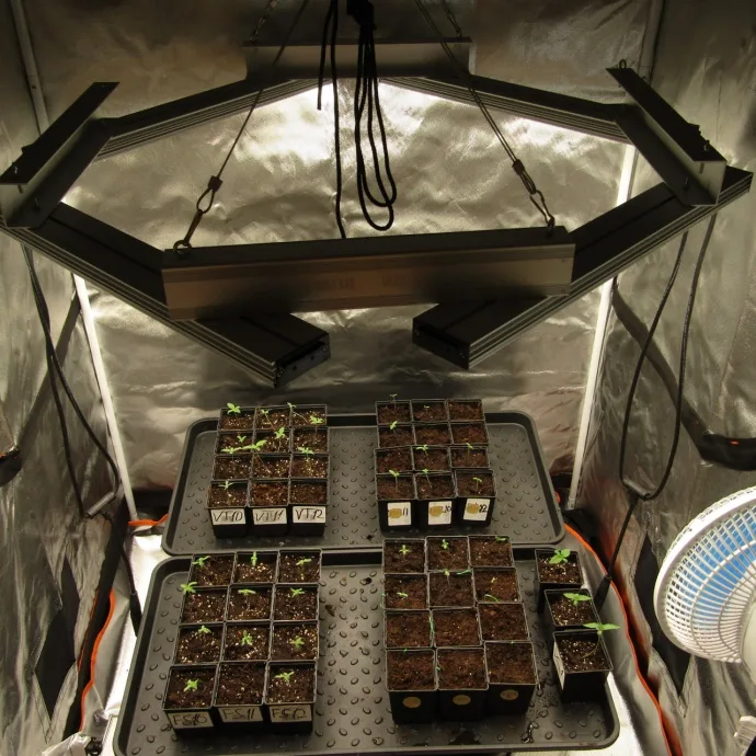 Fourth assembly: young plants.