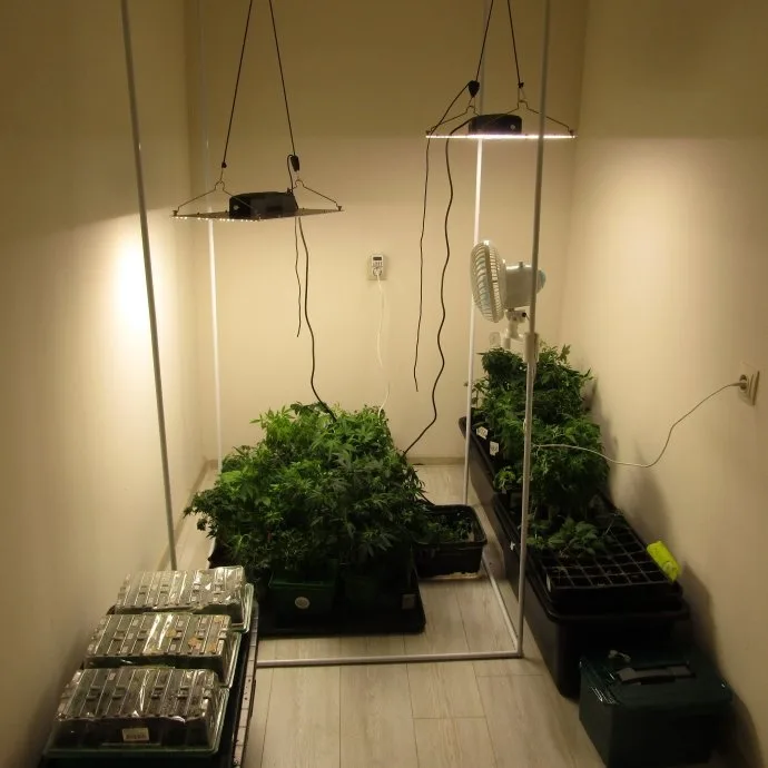 Plants before the fifth assembly.