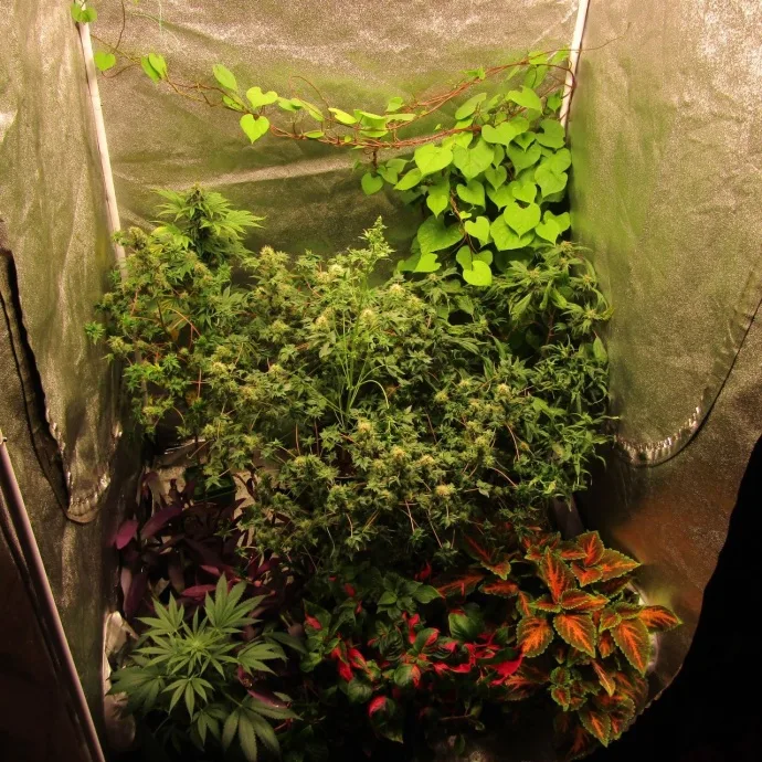 Sixth assembly: young plants.