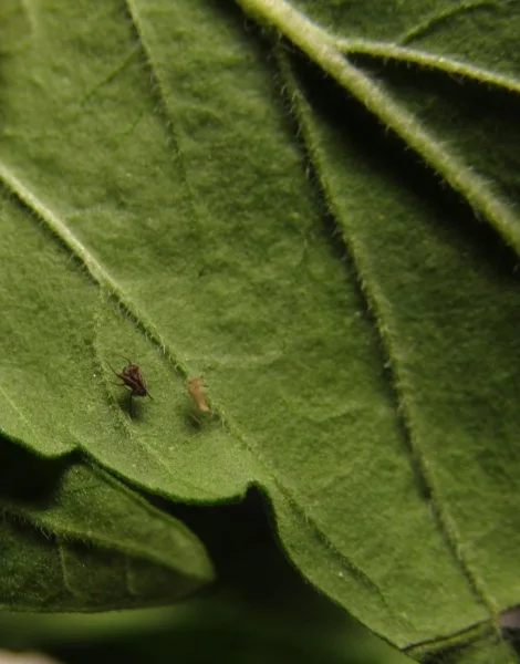 Leaf inspection during stress tests.