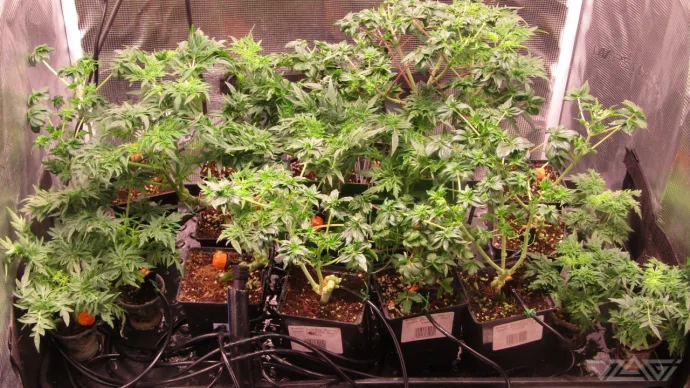 Plants before the first assembly description.