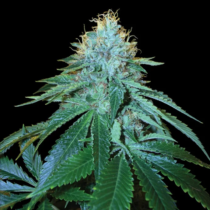 Botanisches Foto: DNA Genetics: eine Geschichte der Züchtung