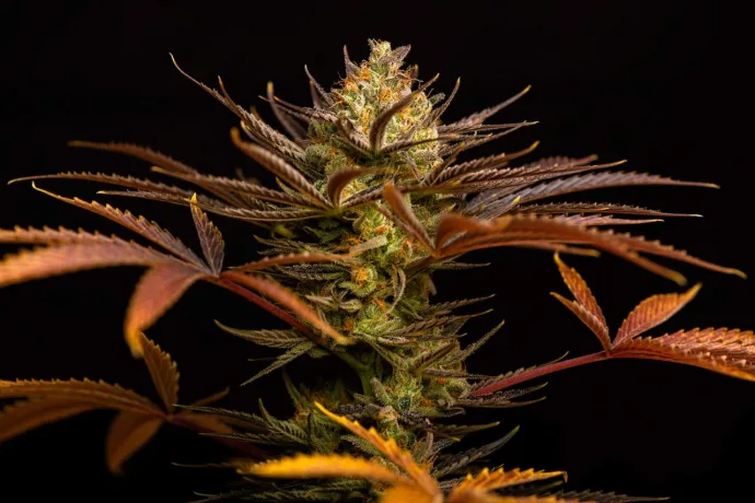 Botanisches Foto: DNA Genetics: eine Geschichte der Züchtung