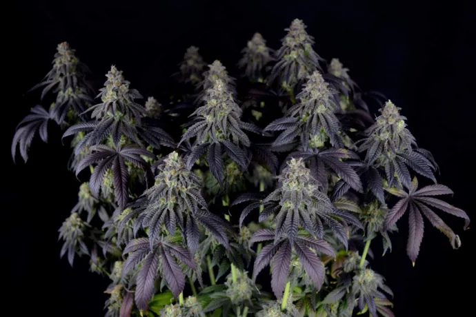 Botanical photograph: Colin Gordon and Ethos Genetics