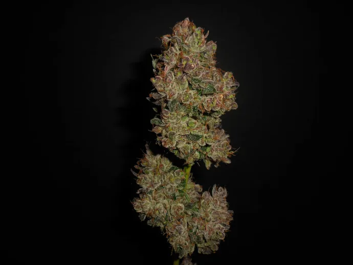 Botanical photograph: Colin Gordon and Ethos Genetics
