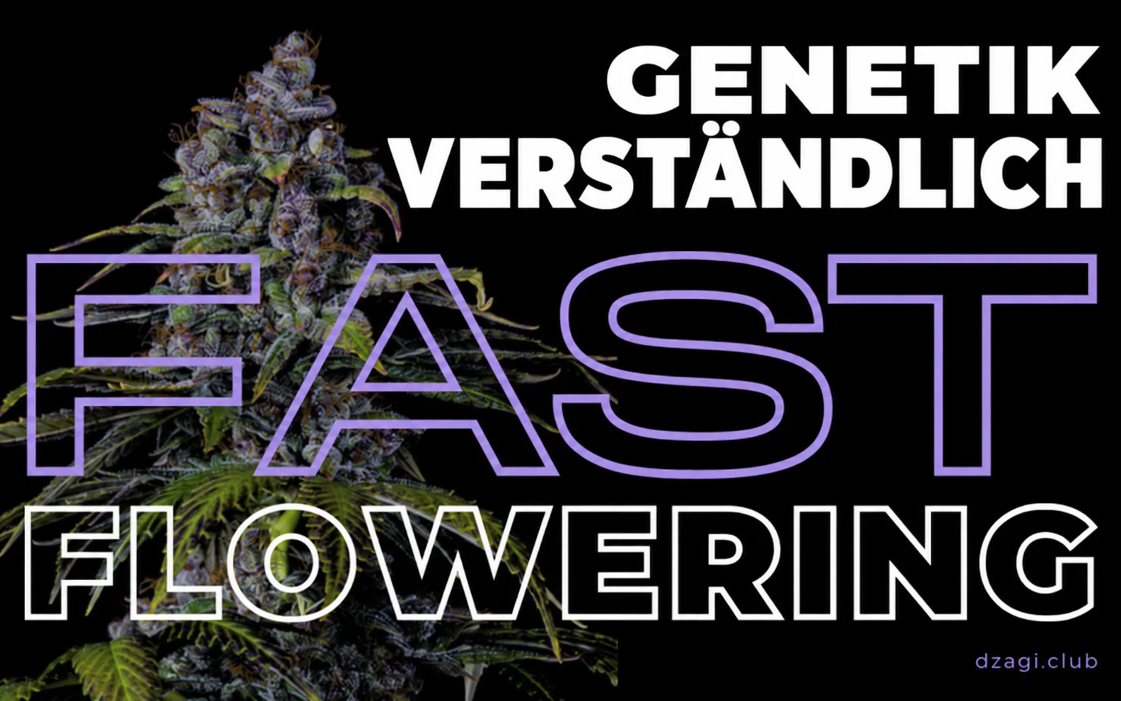 Genetik verständlich: Fast Flowering