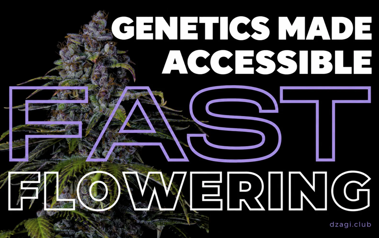 Genetics made clear: Fast Flowering