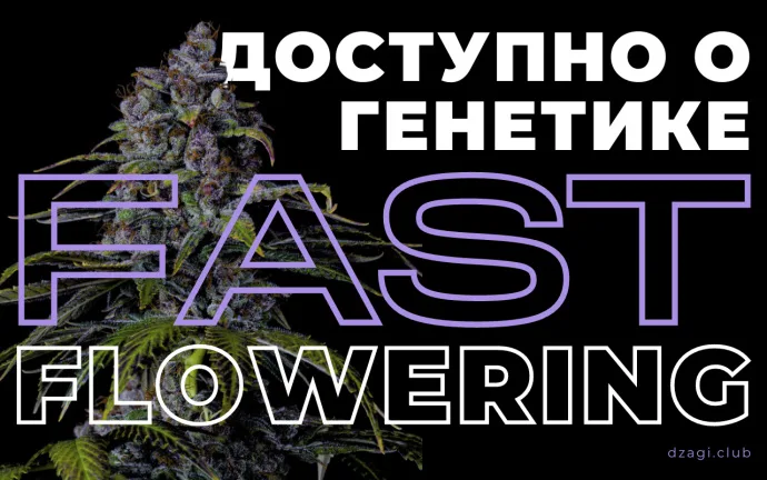 Доступно о генетике: Fast Flowering