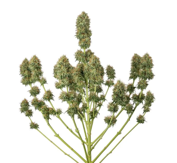 Botanisches Foto: Genetik verständlich: Fast Flowering