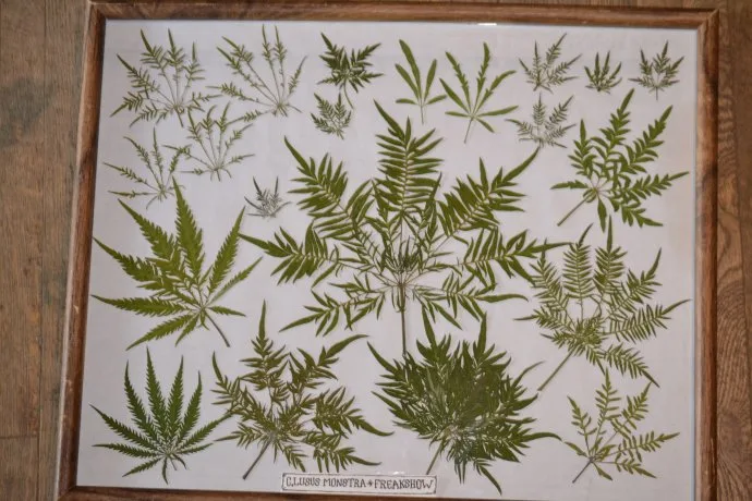 Botanical composition with Freakshow leaves from the original article.
