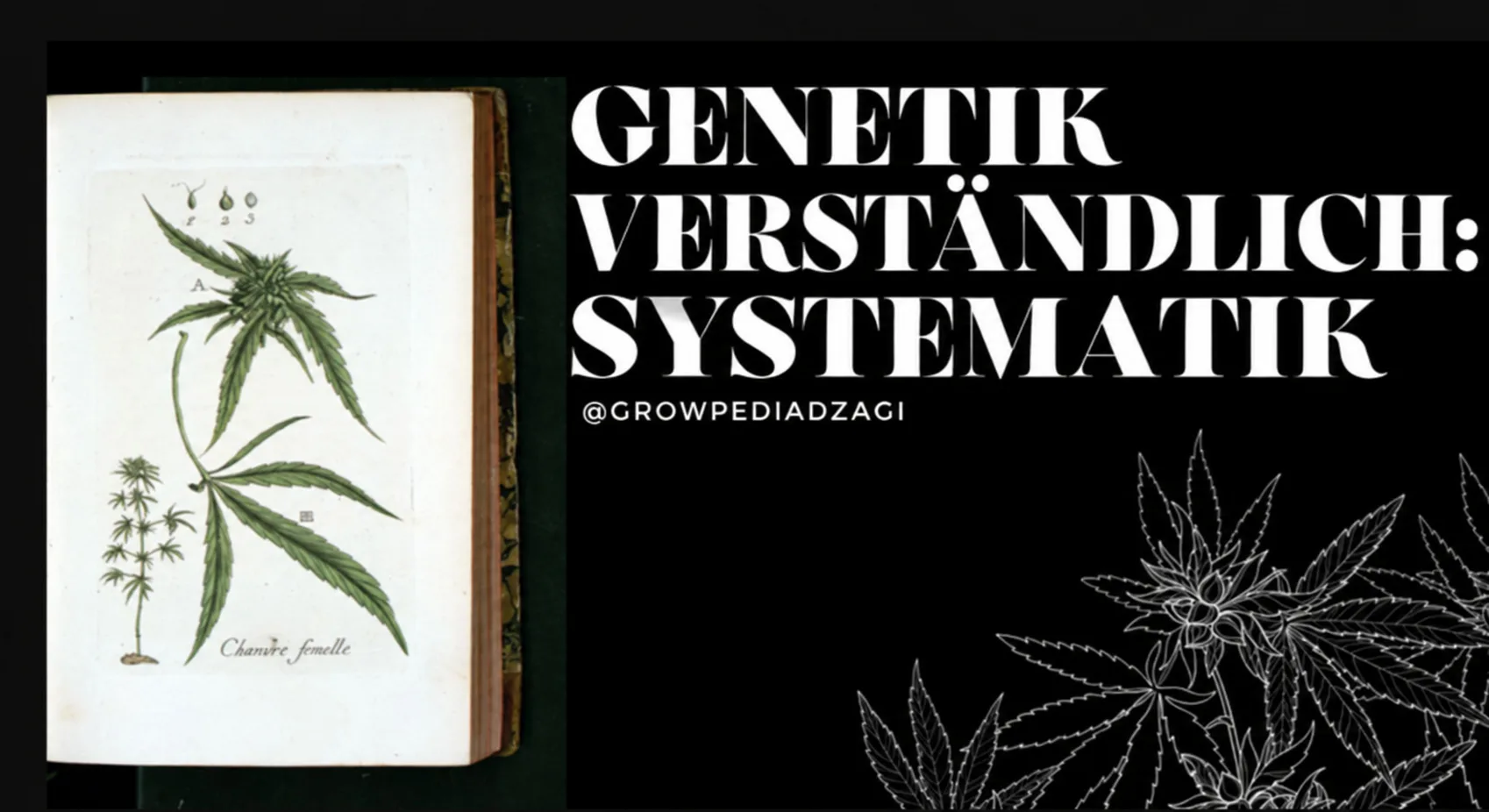 Genetik verständlich erklärt: Systematik