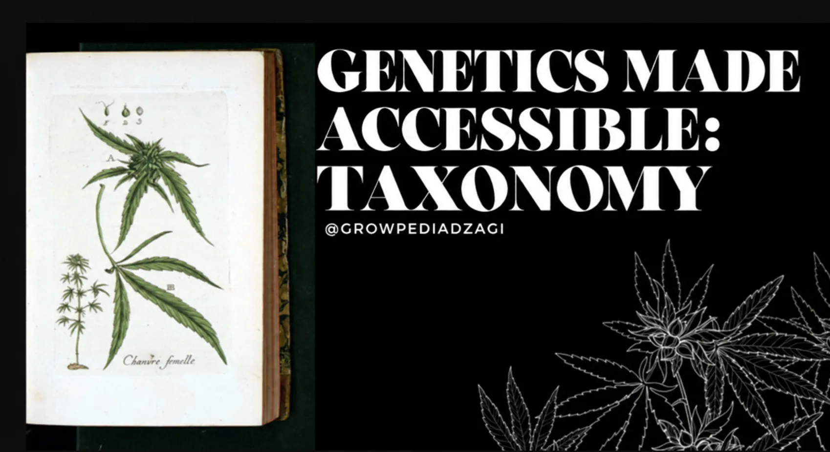 Genetics made clear: taxonomy