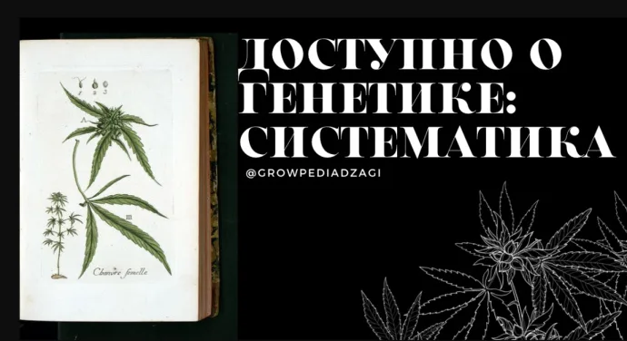 Доступно о генетике: систематика