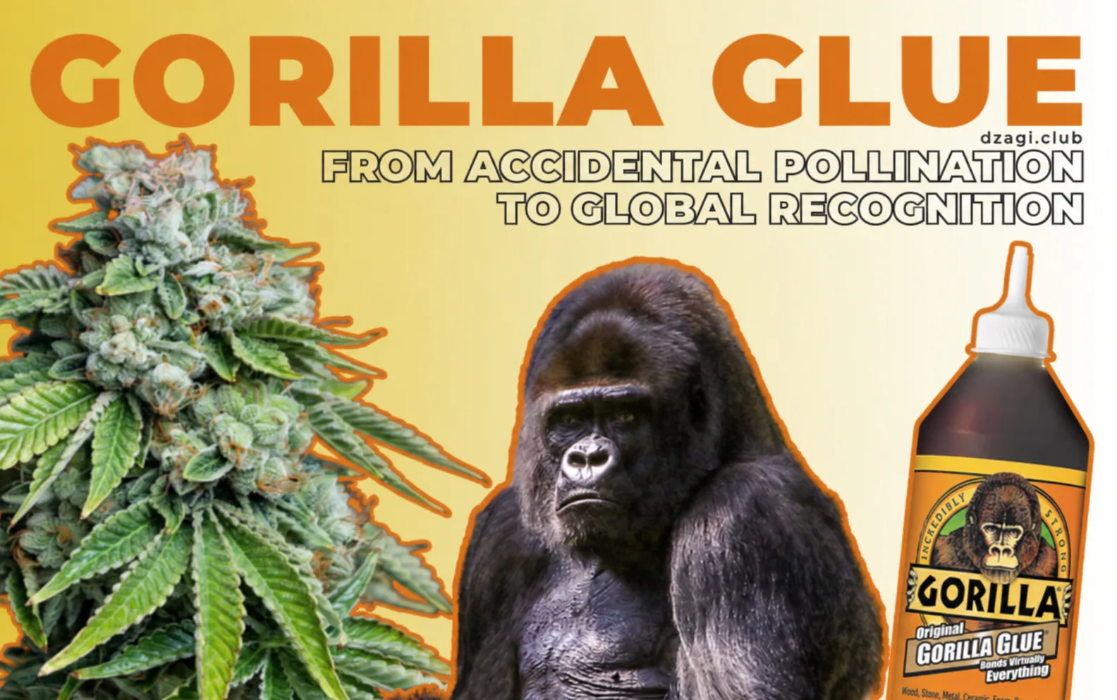 The history of Gorilla Glue