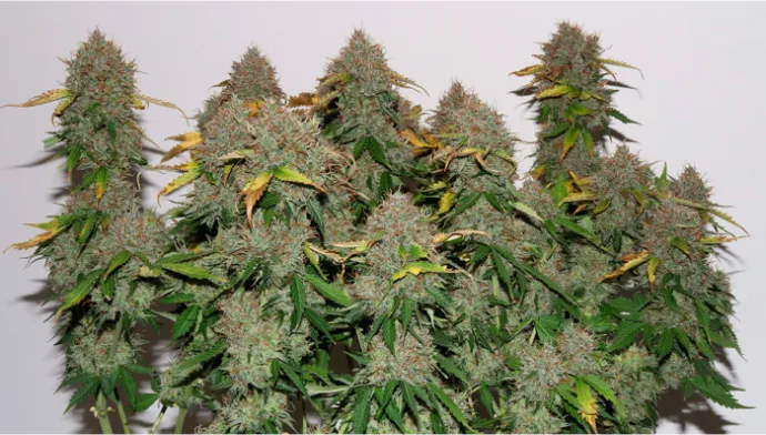 Botanical photograph: The history of Gorilla Glue