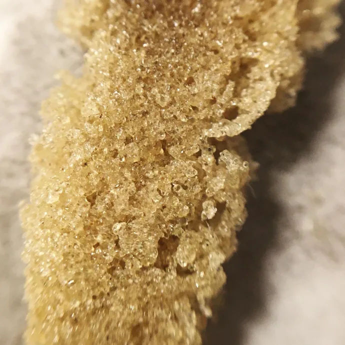 Botanical photograph: The history of Gorilla Glue