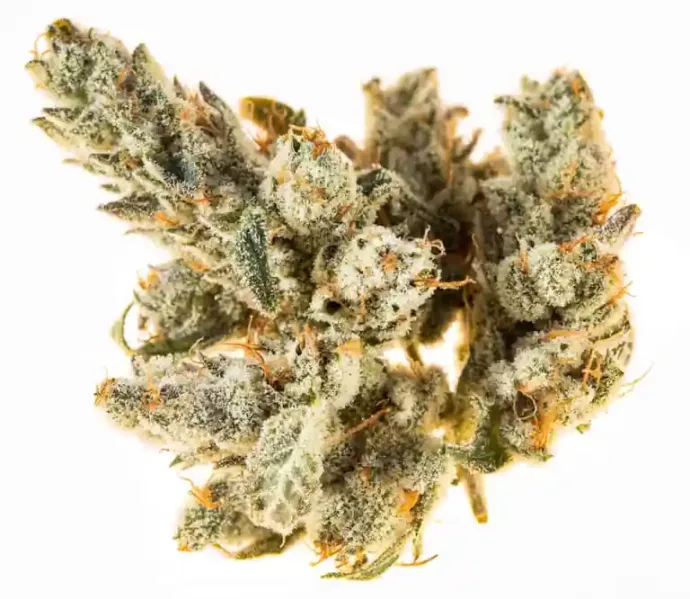Botanical photograph: The history of Gorilla Glue