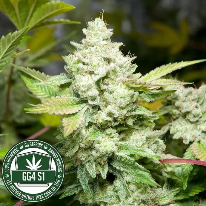 Botanical photograph: The history of Gorilla Glue