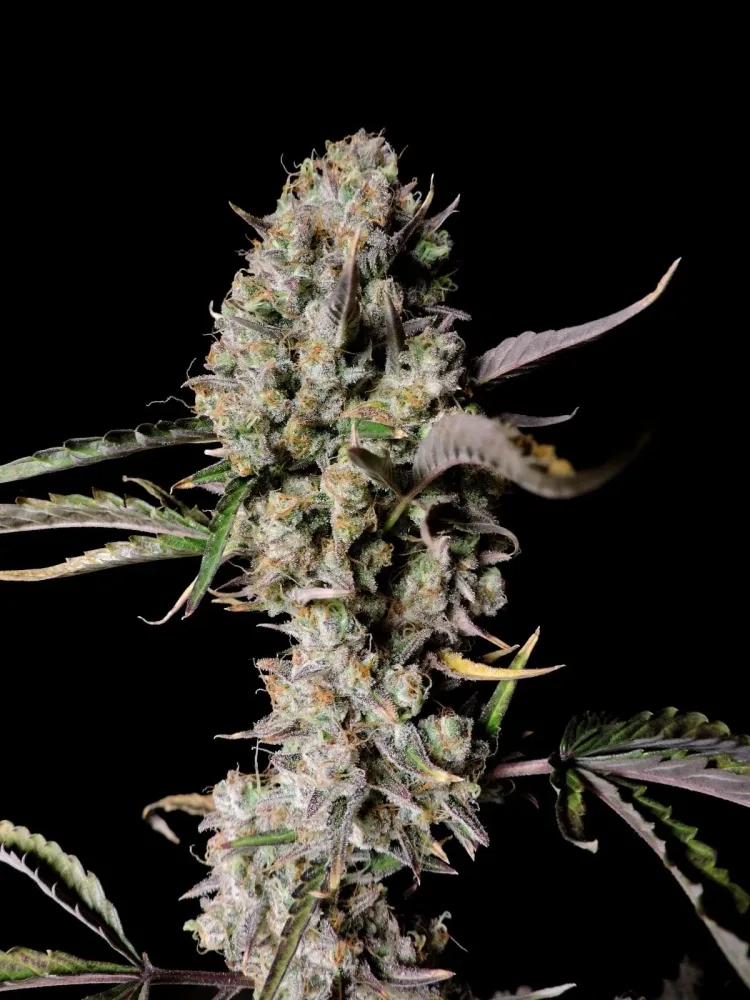 Botanical photograph: The history of Gorilla Glue