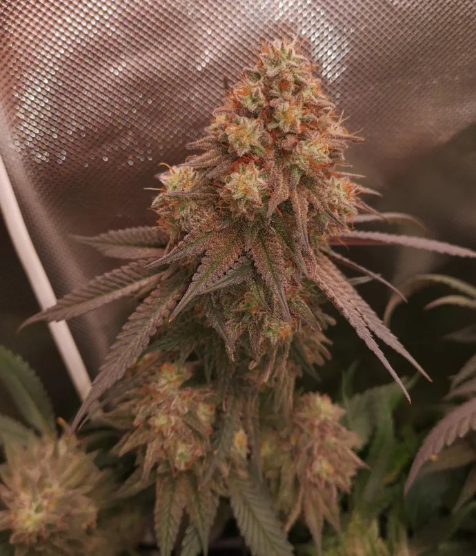 Botanical photograph: The history of Gorilla Glue