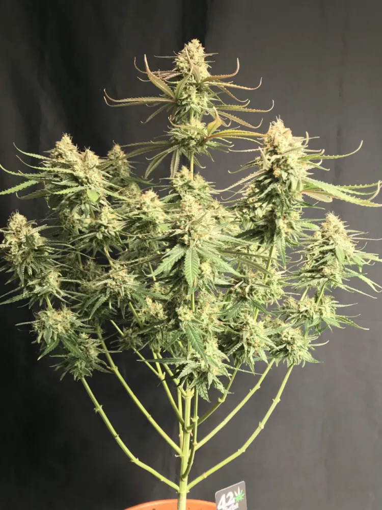 Botanical photograph: The history of Gorilla Glue