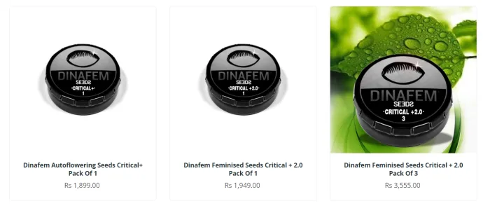 Screenshot from the original article: India trip: exploring the country’s cannabis culture