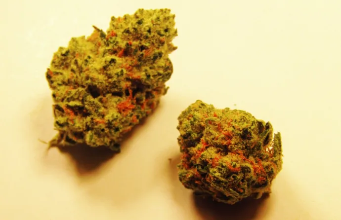 Botanical photograph: The history of the Peanut Butter Breath hybrid