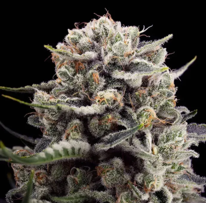Illustration from the original article “The history of Pot Sistemak: Dinafem and HSO”.