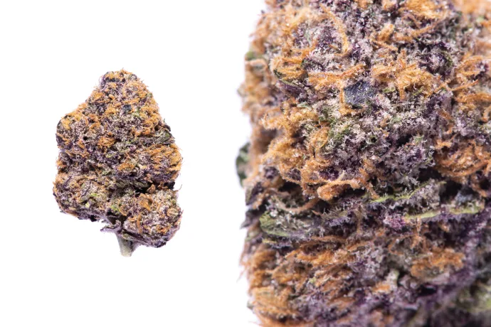 Botanical photograph: The history of Purple Punch