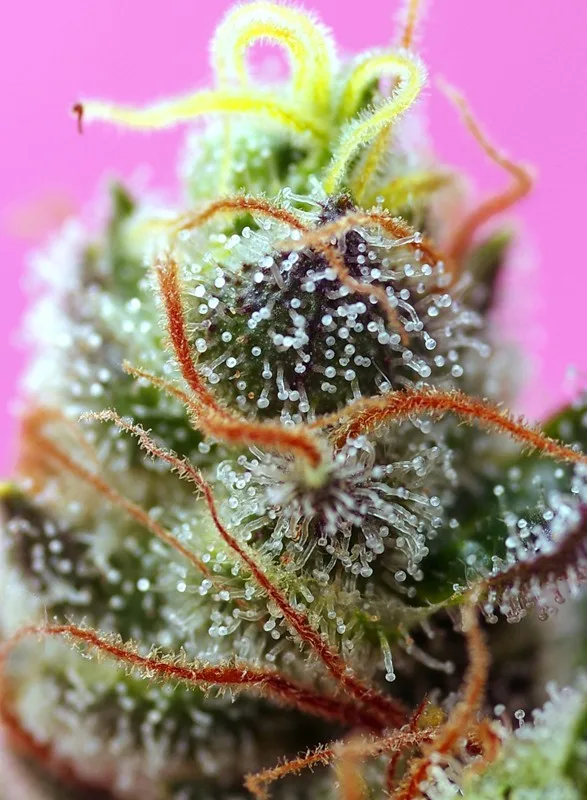 Botanical photograph: The history of Purple Punch