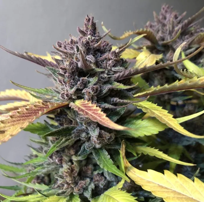 Botanical photograph: The history of Purple Punch
