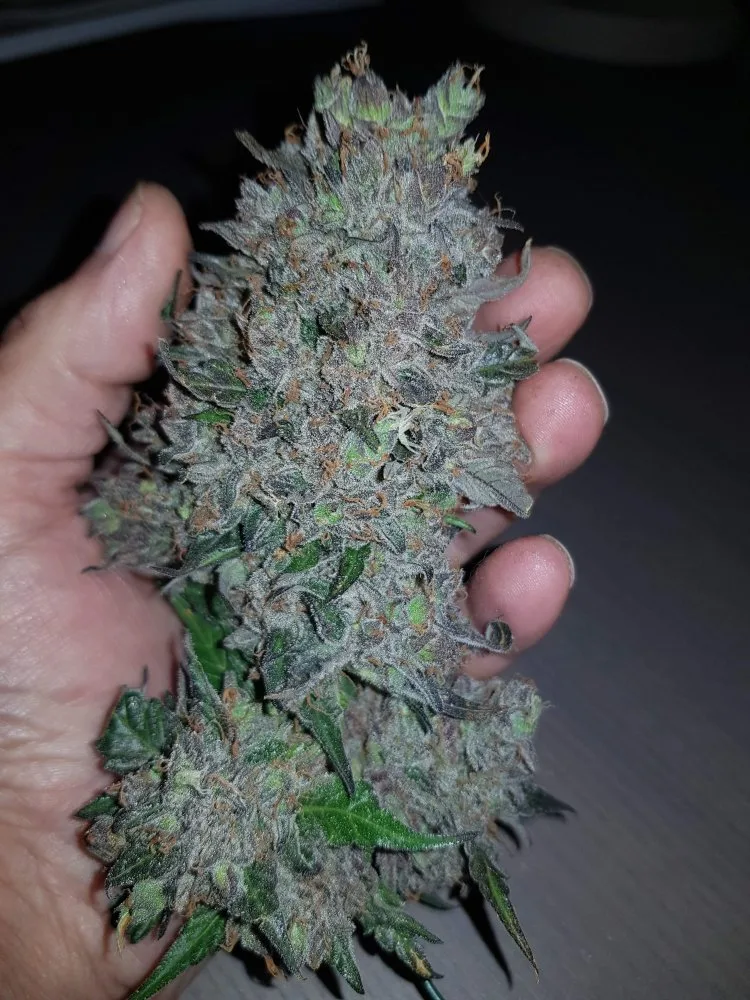 Portrait or archival photograph of people: The history of Purple Punch