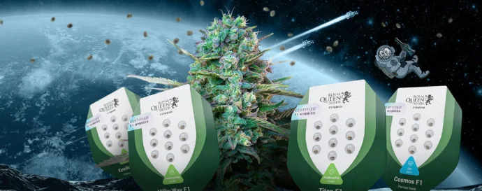Packaging from the original article: Royal Queen Seeds: the company’s history