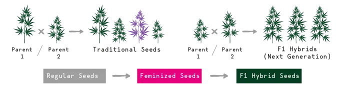Illustration or diagram: Royal Queen Seeds: the company’s history