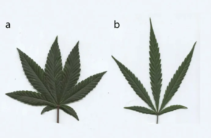 Illustration from the original article “Cannabis ruderalis: the history of autoflowering”.