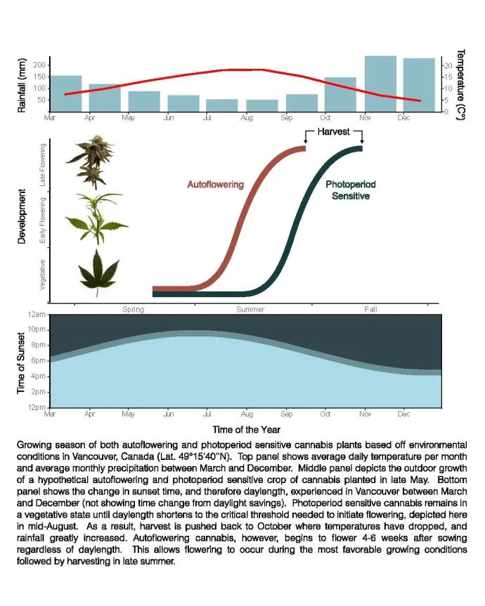 Illustration or diagram: Cannabis ruderalis: the history of autoflowering