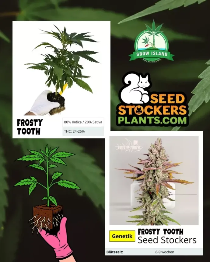 Catalogue illustration: The history of Seedstockers