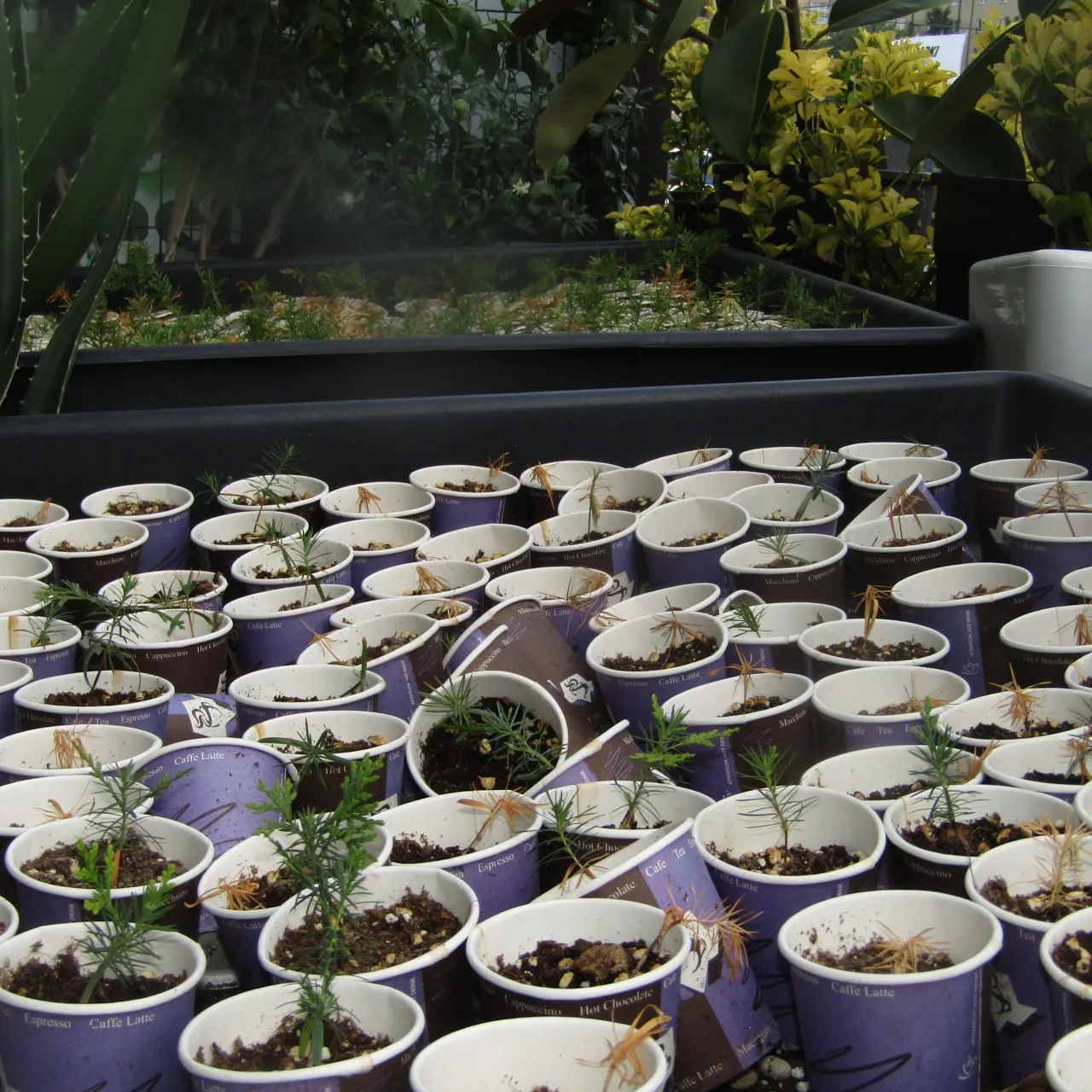 Seedlings in coffee cups outside Toprakvesu.