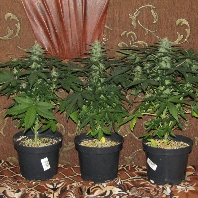 Botanisches Foto: Genetik verständlich: IBL - WTF?