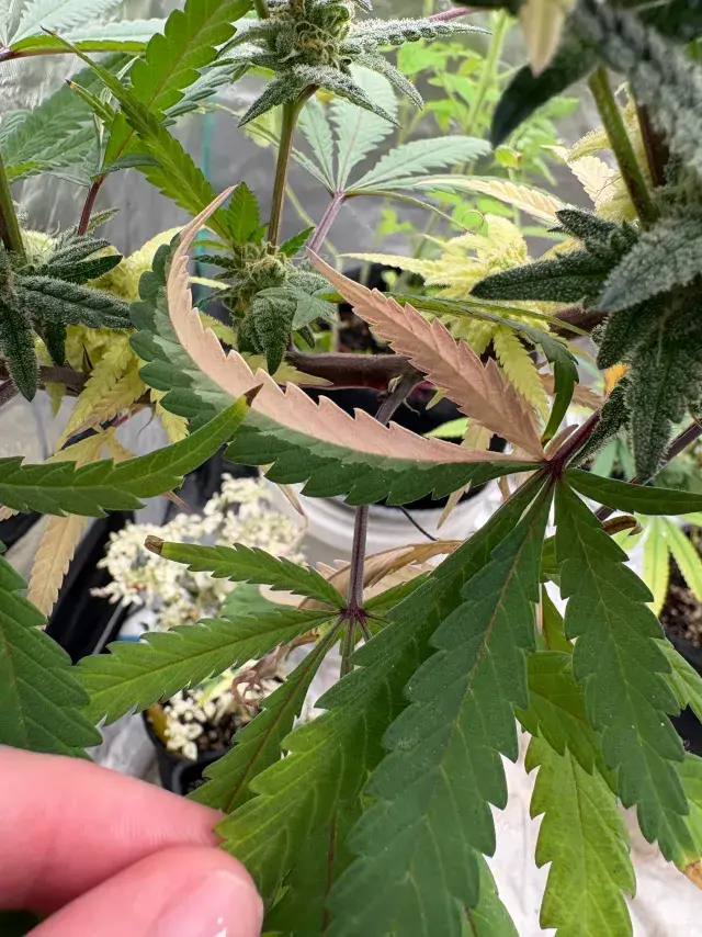 (Banana bubblegum freak) x (velvet red/ peanut butter breath/zkittlez), source photo