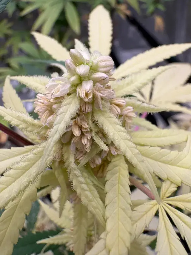 (Banana bubblegum freak) x (velvet red/ peanut butter breath/zkittlez), source photo
