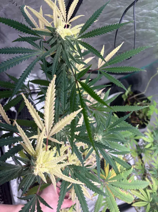 (Banana bubblegum freak) x (velvet red/ peanut butter breath/zkittlez), source photo