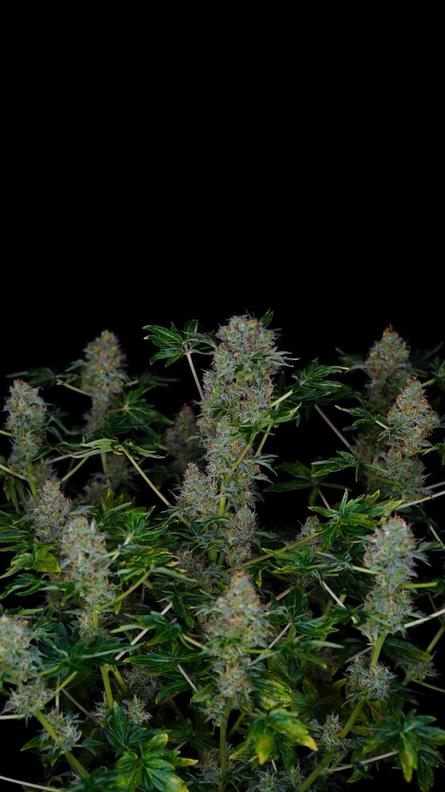Flowering Bastard Ryder plant against a black background: frosty buds among small, glossy, smooth-edged leaflets