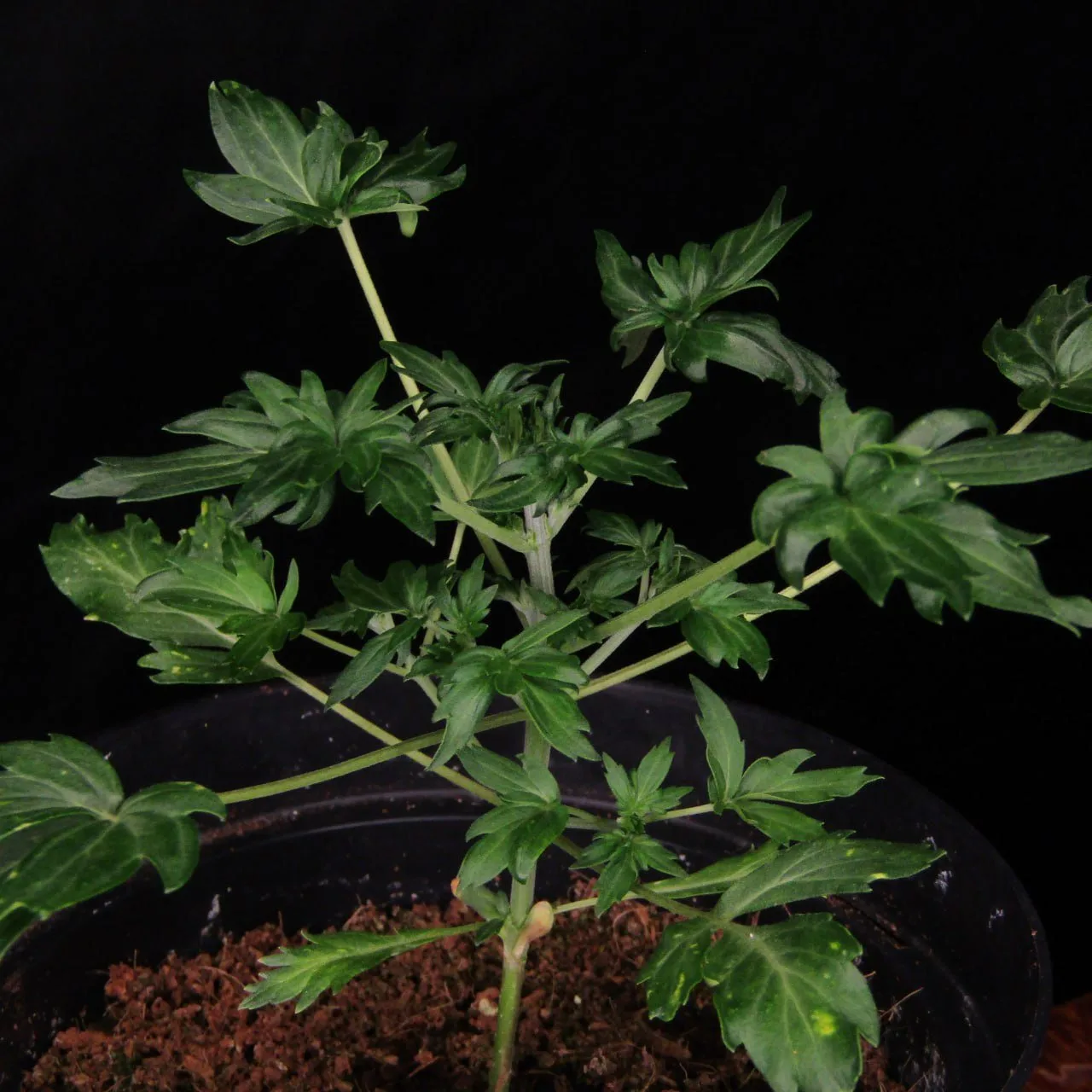 Young Bastard Ryder F2 plant on a black background: broad, glossy leaflets with smooth edges and only a few teeth, the ABC leaf form