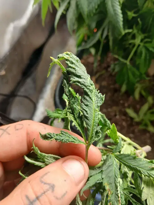 Crinkle v2, Quellenfoto