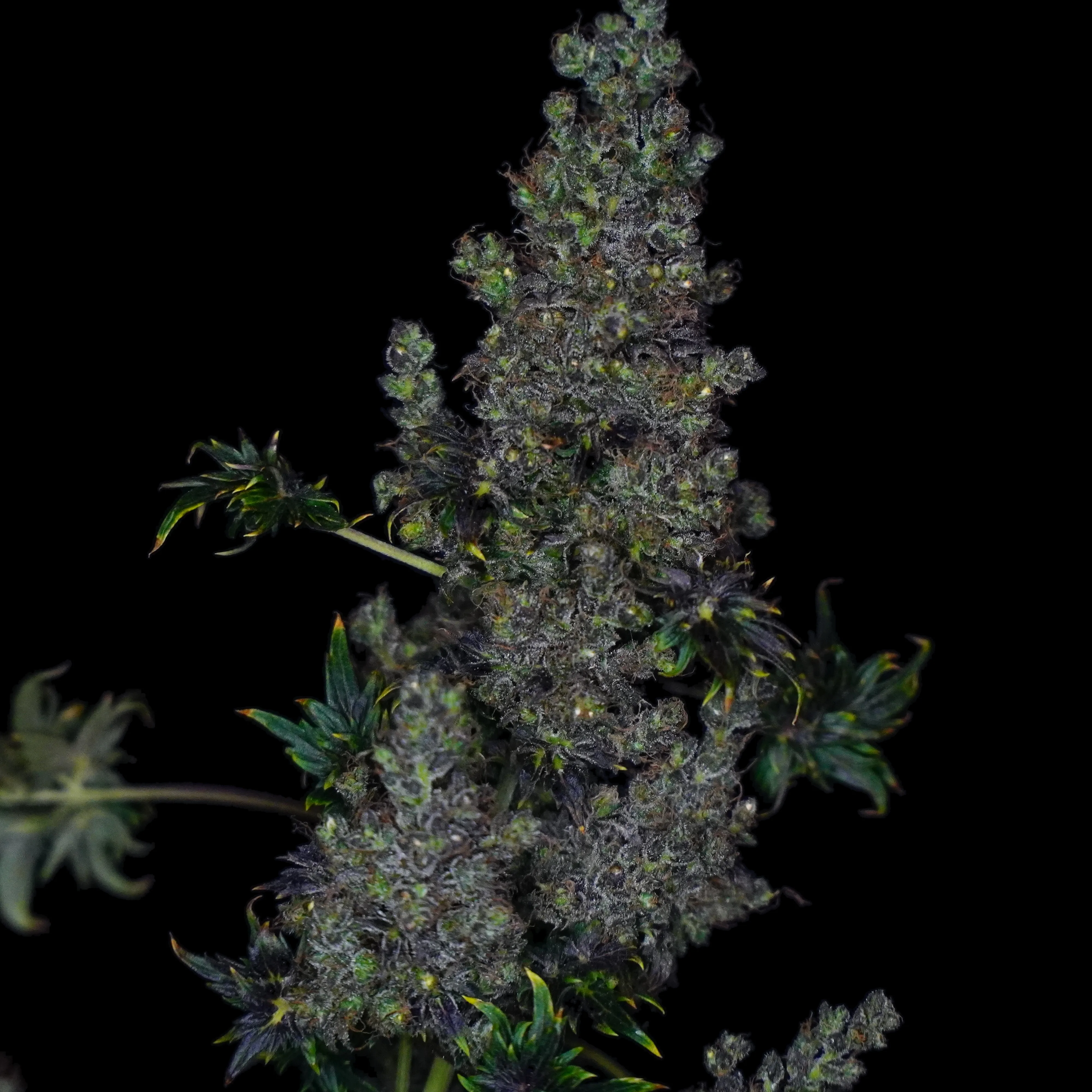 Fast Crazy Bastard cola on a black background, dense frosty buds with dark purple-green tones